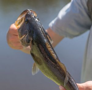Hands holding a bass hooked while fishing