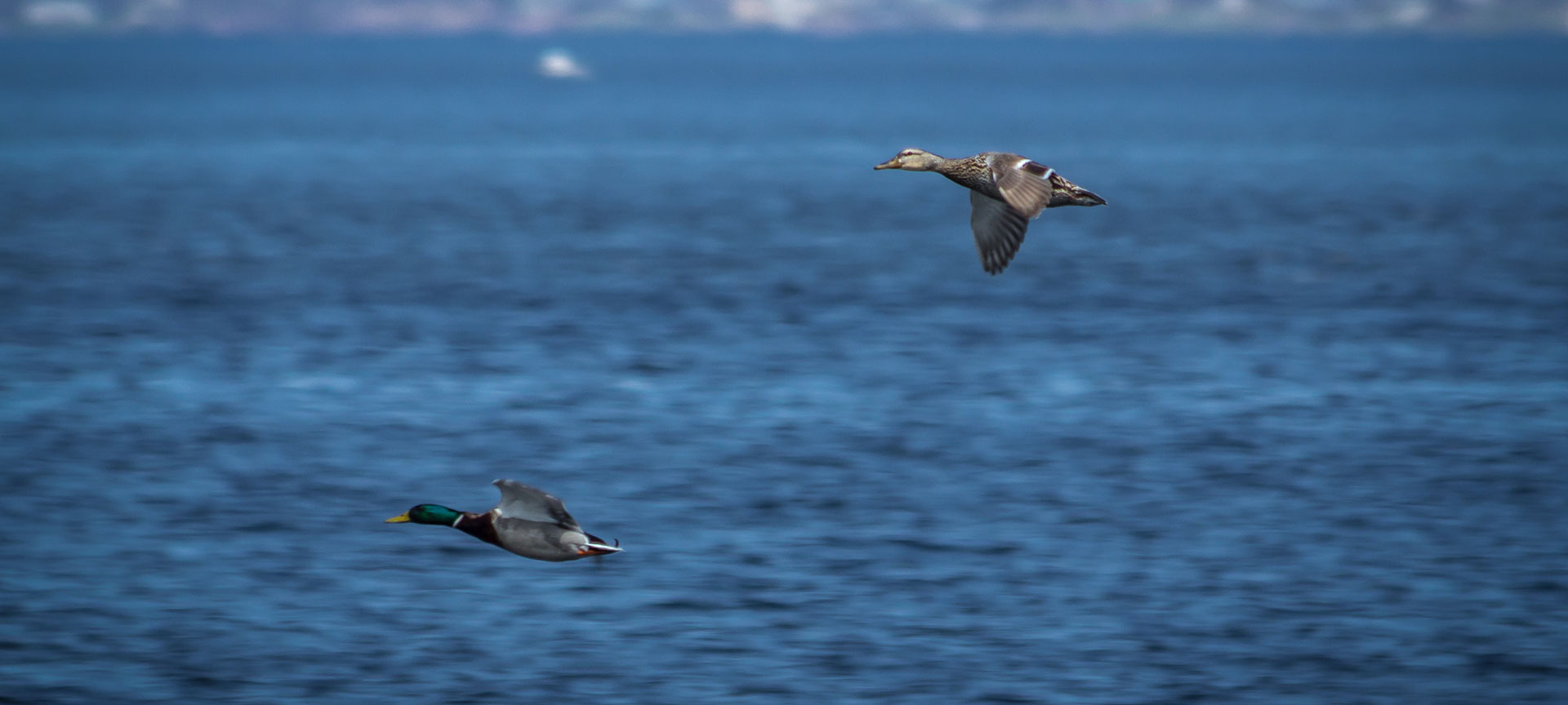 Male and female Mallard ducks flying over Oneida Lake