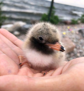 Common Tern chick
