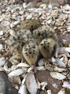 Common Tern chicks and unhatched egg on Little Island. Photo by Jacqueline Doerr.