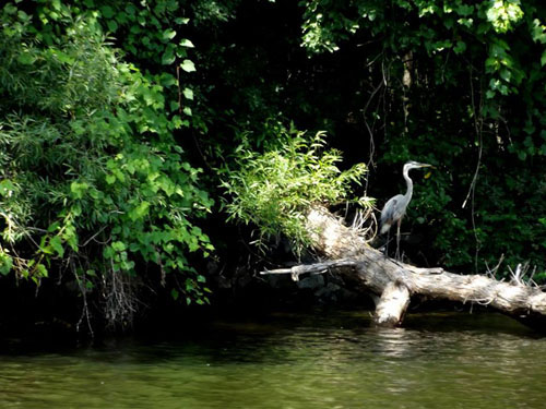 Great Blue Heron sitting on a log over the water with green bushes in the background. Photo by Margie Hastings