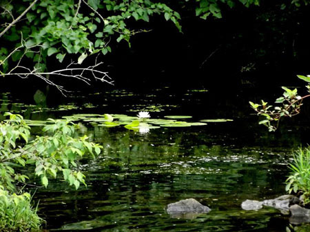 White lilly pad flower on lilly pads floating in water with green trees surrounding