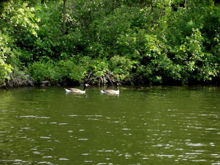Canadian Geese swimming in a lake with shrubs on the bank in the background