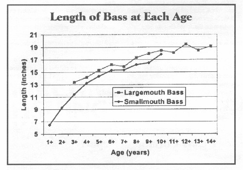 Bass Graph - Length of bass at each age