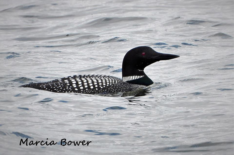 Loon swimming on a lake photo taken by Marcia Bower