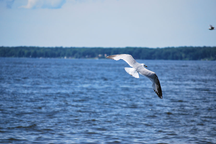 Gull flying over blue water on Oneida Lake