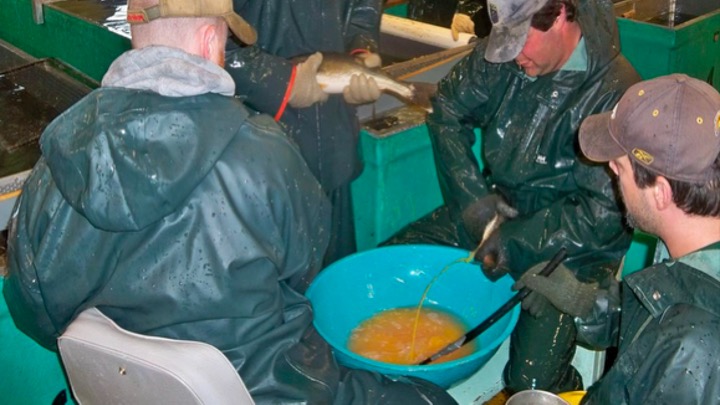 Hatchery Stripping Walleye