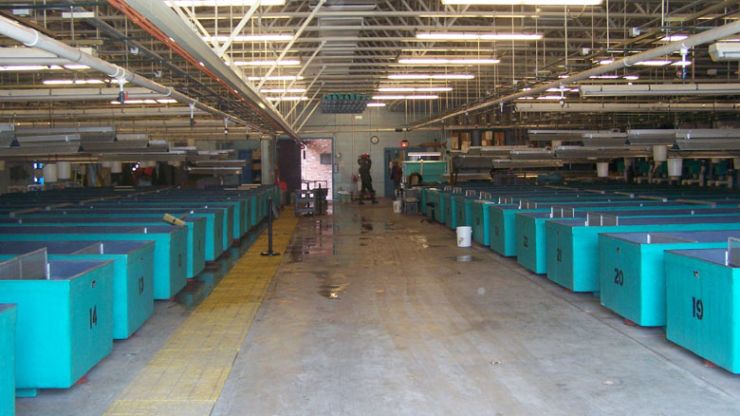 Hatchery Tanks