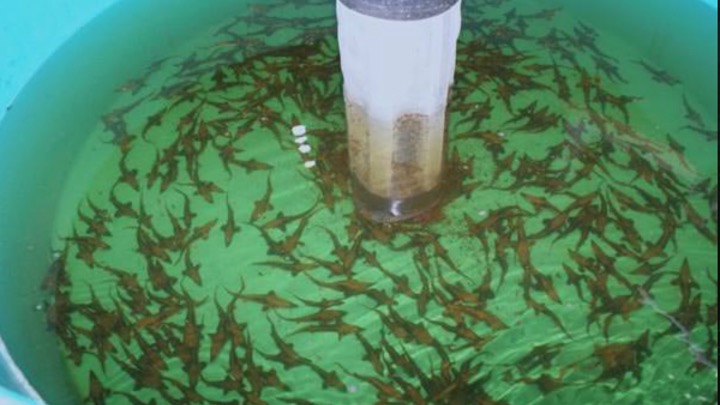 Hatchery Sturgeon