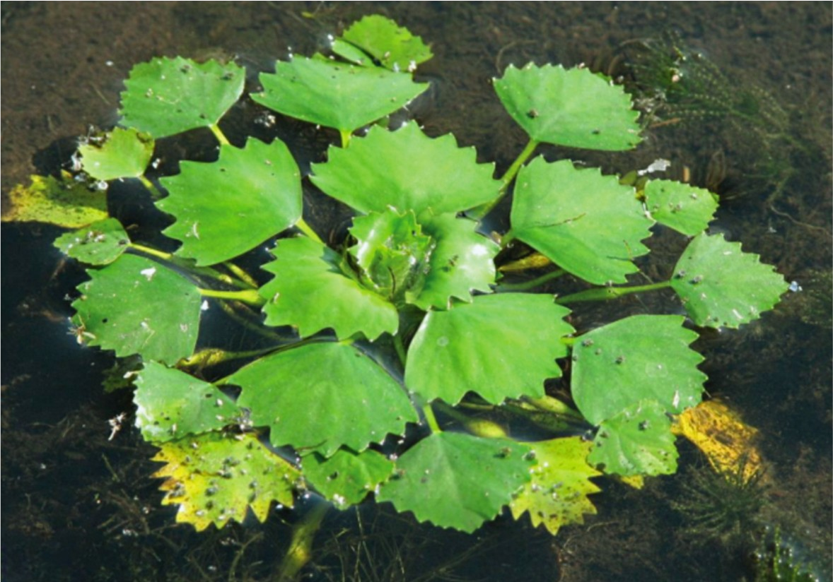 Invasive water chestnut in water